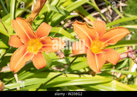 Orange Tag - Lilien (Hemerocallis fulva) in Blüte im Juli an einem sonnigen Sommertag, Großbritannien Stockfoto