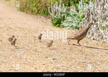 Red-legged Partridge (alectoris Rufa) Mutter und vier junge Küken Stockfoto