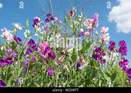 Zuckererbsen blühen, Sweet pea Blumen (Lathyrus Odoratus) im Juli an einem sonnigen Sommertag Stockfoto