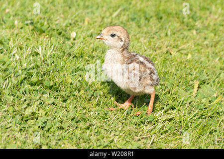 Red-legged Partridge (alectoris Rufa) Küken. Cute Baby Vogel. Stockfoto