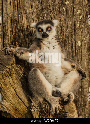 Ring Tailed lemur, Lemur in Longleat Safari Park und genießen Sie die Sonne im Frühling Stockfoto