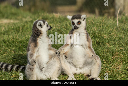 Ring Tailed lemur, Lemur in Longleat Safari Park und genießen Sie die Sonne im Frühling Stockfoto