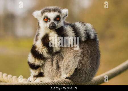 Ring Tailed lemur, Lemur in Longleat Safari Park und genießen Sie die Sonne im Frühling Stockfoto