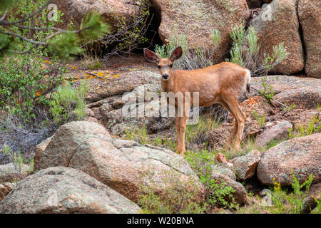 Rotwild durch den South Platte River Oberlauf durch Elf Mile Canyon, Colorado fließende Bewegung. Stockfoto