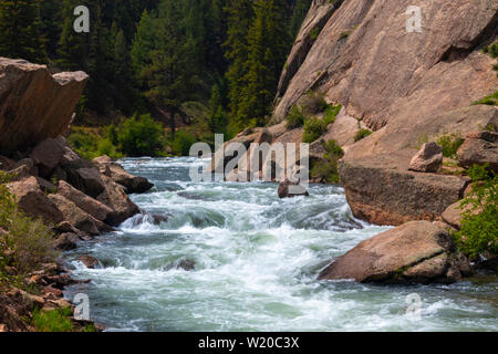 Die South Platte River Oberlauf durch Elf Mile Canyon, Colorado fließt, darunter auch einige Hirsche, die den Platz zu Hause anrufen. Stockfoto