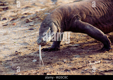 Komodo Dragon im Komodo Nationalpark in Flores, Indonesien. Stockfoto