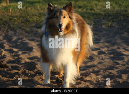 Ein Shetland Sheepdog oder Sheltie, geniessen Sie einen sonnigen Tag am Hund Park. Stockfoto