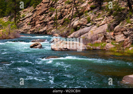 Die South Platte River Oberlauf durch Elf Mile Canyon, Colorado fließt, darunter auch einige Hirsche, die den Platz zu Hause anrufen. Stockfoto