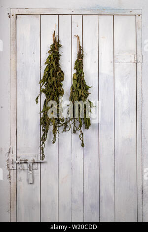 Getrocknete brennnessel an der Tür der Speisekammer aufgehängt. Trockene Blätter von brennnesseln in einem Bündel gebunden. Hellen Hintergrund. Stockfoto