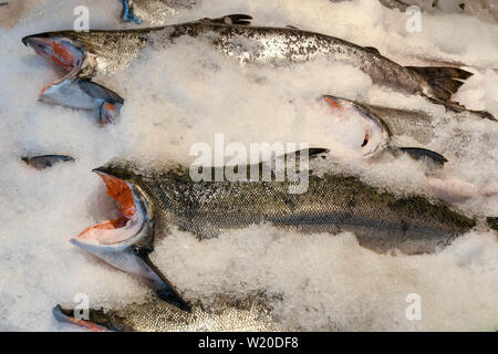 SEATTLE, Washington State, USA - Juni 2018: In der Nähe von frischem Lachs in Pike Place Market in Seattle City Center. Stockfoto