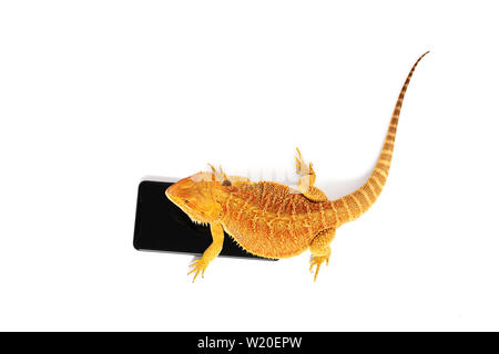 Bartagame, stehend auf einem Smartphone, auf weißem Hintergrund Stockfoto