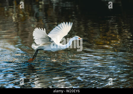 Snowy Egret Flug auf Merritt Island National Wildlife Refuge in Florida. Stockfoto