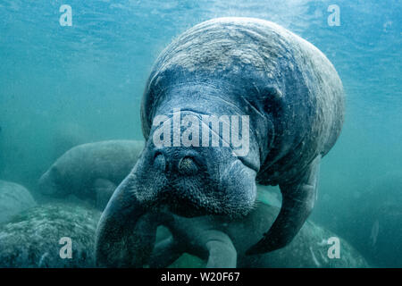 Neugierig West Indian Manatee genießen die warmen Quellwasser bei einem Kälteeinbruch in Crystal River, Florida (USA). Stockfoto