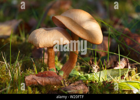 Die beiden Mäher Pilze in Moos im Herbst Stockfoto