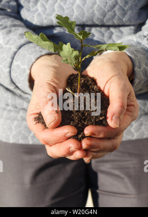 Kleine Eiche und Boden in den Händen einer Frau Stockfoto