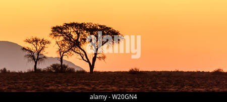 Sonnenuntergang über Bäume, Wüste Namib, Namibia. Stockfoto