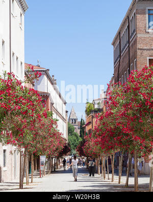 Venedig im Frühling - Oleander gesäumten Allee, Rio Terra Foscarini, in Dorsoduro mit Gaukler spielen Akkordeon, Venedig, Venetien, Italien Stockfoto