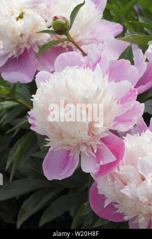 Paeonia lactiflora 'Abend Welt'. Pale Pink Peony' Abend Welt' Blüte im Garten Grenze im Juni - Großbritannien Stockfoto