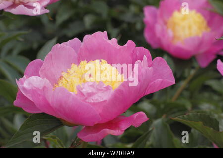 Paeonia lactiflora 'Mr G.F. Hemerik" Pfingstrose Blüte im Garten Grenze im Juni - Großbritannien Stockfoto