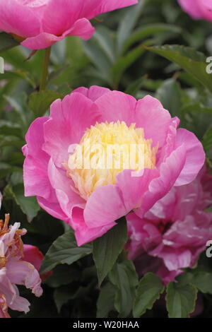 Paeonia lactiflora 'Mr G.F. Hemerik" Pfingstrose Blüte im Garten Grenze im Juni - Großbritannien Stockfoto