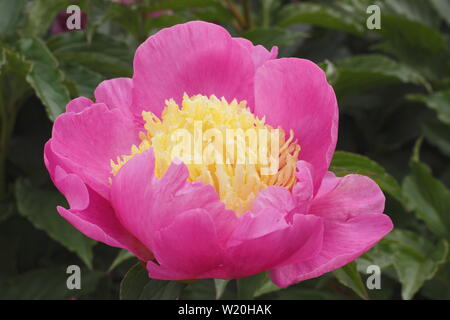 Paeonia lactiflora 'Mr G.F. Hemerik" Pfingstrose Blüte im Garten Grenze im Juni - Großbritannien Stockfoto