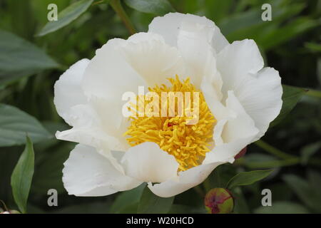 Paeonia lactiflora 'White Wings' Päonie Blüte im Garten Grenze im Juni - Großbritannien Stockfoto