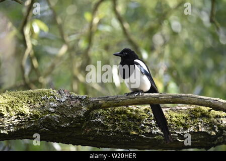 Black-Billed Magpie thront auf Zweig Stockfoto