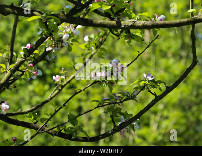Nahaufnahme der Europäischen Holzapfel (Malus sylvestris) Baum Blume, blühen im Frühjahr Stockfoto