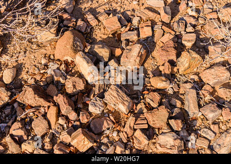 Versteinerten Baumstamm an den Versteinerten Wald, Twyfelfontein, Namibia Stockfoto