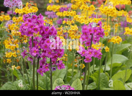 Primula Kandelaber. Driftet Kandelaber primeln Blüte durch Wasser in einem schattigen Garten im Sommer - Großbritannien Stockfoto