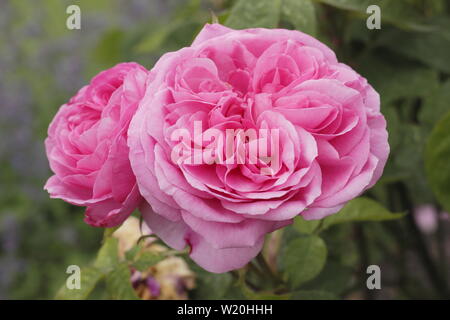 Rosa "Gertrude Jekyll" Englisch Strauch stieg um Züchter, David Austin. Auch 'Ausbord'. Hauptversammlung Stockfoto