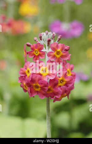 Primula Kandelaber. Driftet Kandelaber primeln Blüte durch Wasser in einem schattigen Garten im Sommer - Großbritannien Stockfoto