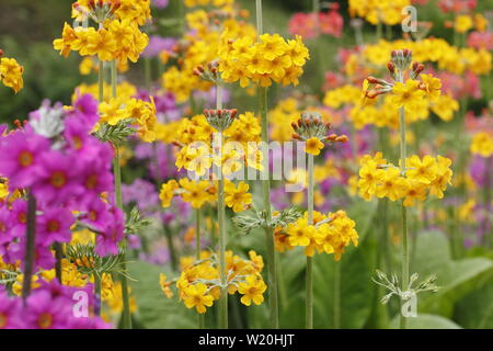 Primula Kandelaber. Driftet Kandelaber primeln Blüte durch Wasser in einem schattigen Garten im Sommer - Großbritannien Stockfoto