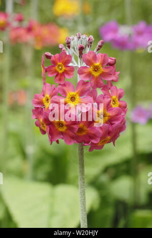 Primula Kandelaber. Driftet Kandelaber primeln Blüte durch Wasser in einem schattigen Garten im Sommer - Großbritannien Stockfoto