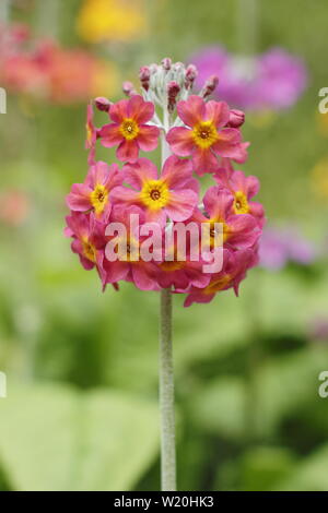 Primula Kandelaber. Driftet Kandelaber primeln Blüte durch Wasser in einem schattigen Garten im Sommer - Großbritannien Stockfoto