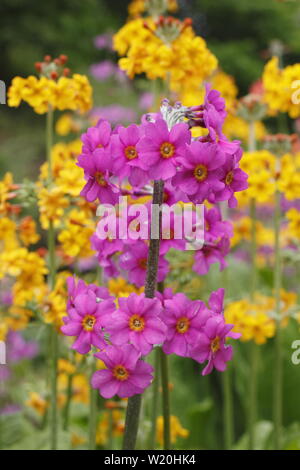 Primula Kandelaber. Driftet Kandelaber primeln Blüte durch Wasser in einem schattigen Garten im Sommer - Großbritannien Stockfoto