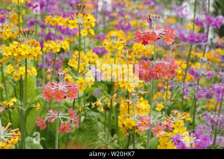 Primula Kandelaber. Driftet Kandelaber primeln Blüte durch Wasser in einem schattigen Garten im Sommer - Großbritannien Stockfoto