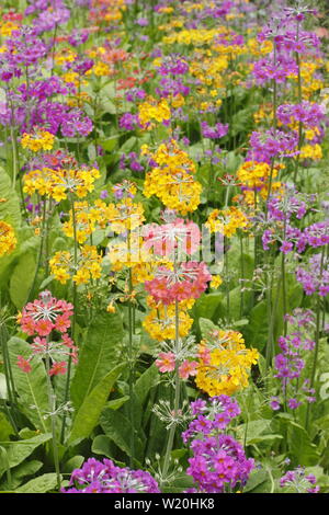 Primula Kandelaber. Driftet Kandelaber primeln Blüte durch Wasser in einem schattigen Garten im Sommer - Großbritannien Stockfoto