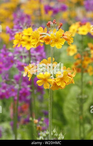 Primula Kandelaber. Driftet Kandelaber primeln Blüte durch Wasser in einem schattigen Garten im Sommer - Großbritannien Stockfoto