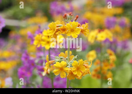 Primula Kandelaber. Driftet Kandelaber primeln Blüte durch Wasser in einem schattigen Garten im Sommer - Großbritannien Stockfoto