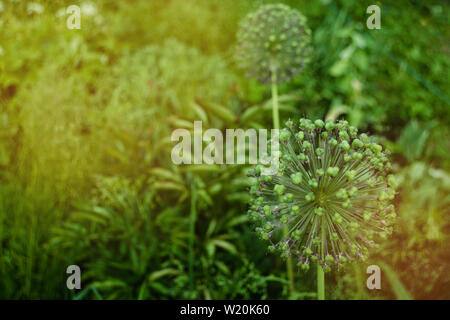 Sphärische Allium Purple Sensation hat in einem Blumenbeet im Garten in einem hellen, sonnigen Tag verblasst. Close-up dekorative Blüte Blütenstand niederländische Garl Stockfoto