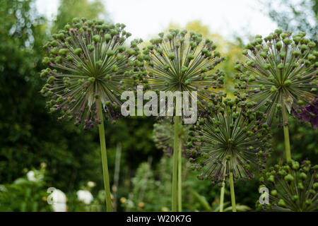 Sphärische Allium Purple Sensation hat in einem Blumenbeet im Garten in einem hellen, sonnigen Tag verblasst. Close-up dekorative Blüte Blütenstand niederländische Garl Stockfoto