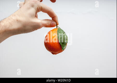 Ein einsames orange Meyer Zitrone mit ihren Samen oder Blatt und Schatten lassen in der Hand des kaukasischen Männer über einen weißen Hintergrund Stockfoto