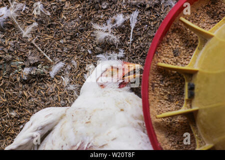 Huhn, das auf einer Hühnerfarm gestorben Stockfoto