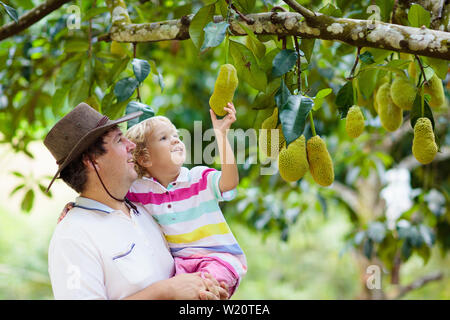 Jackfrüchte wachsen auf Bäumen. Vater und Sohn pflücken exotische tropische Früchte von Thailand und Malaysia. Mann und Kind gerade reif Jack Frucht auf organische f Stockfoto