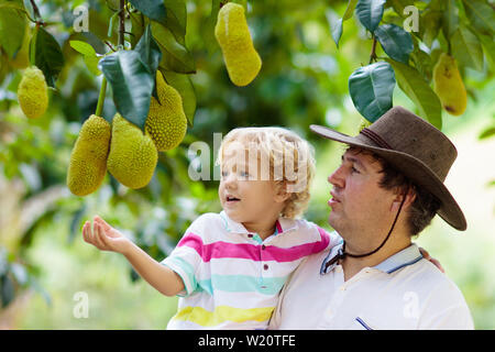 Jackfrüchte wachsen auf Bäumen. Vater und Sohn pflücken exotische tropische Früchte von Thailand und Malaysia. Mann und Kind gerade reif Jack Frucht auf organische f Stockfoto