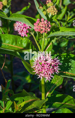 Auffällige Seidenpflanze (Asclepias speciosa) Pflanze Blumen blühen im Juni, Castle Rock Colorado USA. Stockfoto