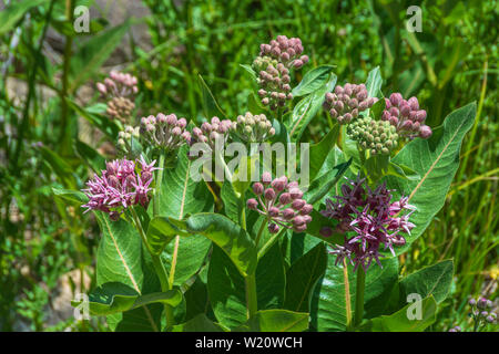 Auffällige Seidenpflanze (Asclepias speciosa) Pflanze Blumen blühen im Juni, Castle Rock Colorado USA. Stockfoto