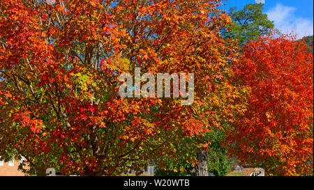 Herbst leuchtenden Farben von ahornbäumen. Bäume unter einem blauen Himmel an sonnigen Morgen. Stockfoto