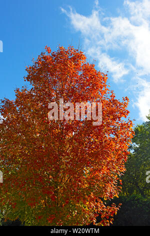 Ahorn Baum im Herbst. leuchtend roten Farben der Laubbaum unter blauem Himmel. Stockfoto